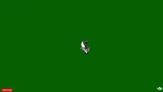 Green screen striped skunk walking | Polecat | Mephitis | Black-and-White mammal | Skunk smell