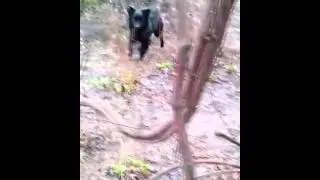 Пёсики 2