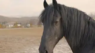 Cappadocia Equine Photo Workshop