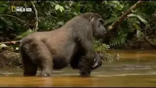 Добро пожаловать в Конго Welcome to Congo