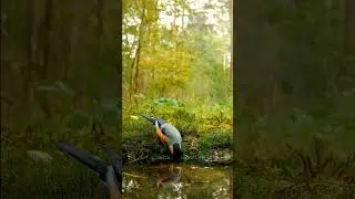 Снегирь в лесу #птицы #bird #birds #пениептиц #снегирь #bullfinch #shorts #short #video #goldfinch