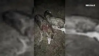 Охота на волка на вабу в Дагестане, добыл двоих. Выстрелы по бегущим волкам.
