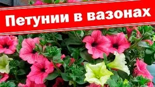 Высадка ампельных петуний в вазоны. Сколько петуний посадить?