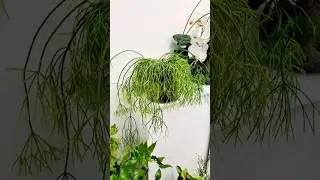 #растениеводство #сфагнумфускум #sphagnum_eco #растениядома #рипсалис #plants #растениявдоме