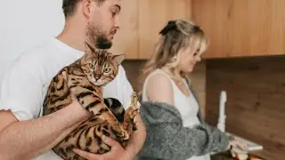 Why Bengal Cats Are So Special?