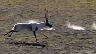 Tibetan antelopes start mating in Xinjiang