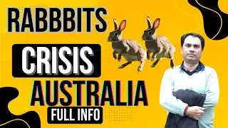 The Rabbit Crisis in Australia | Impact, Control Methods, and Ongoing Challenges