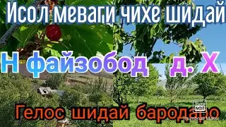 Меваги дар н файзобод  д. Х бародаро дасгири кнен