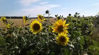 Люблю тебе, моя Україна...