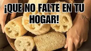 5 Usos Sorprendentes de la Esponja Vegetal en tu Cocina