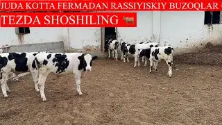 RASSIYISKIY BUZOQLAR TOZZA QONLI JUDA KOTTA FERMADAN SOTUVGA CHIQDI SHOSHILING