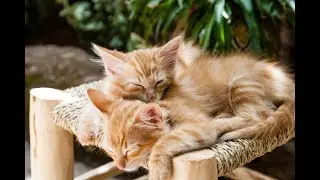 Funny Cats and Kittens Meow Compilation video