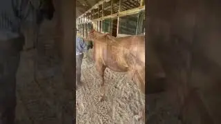 MAGIC BAND (in hand) - Adoptable Thoroughbred Mare - New Vocations