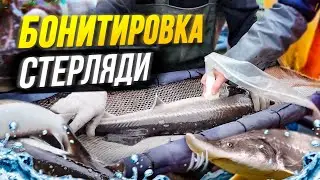 Бонитировки стерляди 2024