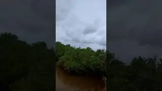 Mangrove at bintan