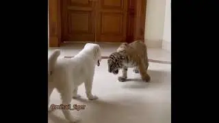 TIGER & ALABAY