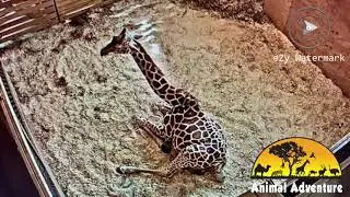 April The Giraffe: Start of Labor 2019