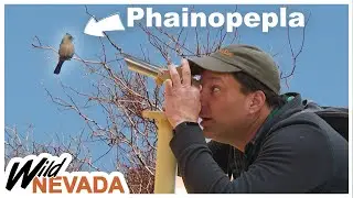 Birding, Mesquite, Coyotes, Refugium & More! | Desert National Wildlife Refuge | Wild Nevada