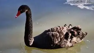 Zoološki vrt grada Beograda