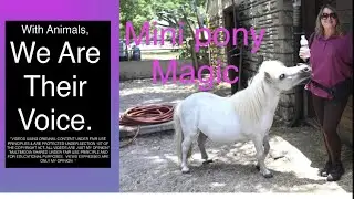 Digby O’ Dell, Magic the mini pony and Fiona the mini donkey. #horse #pony #donkey #protectanimals