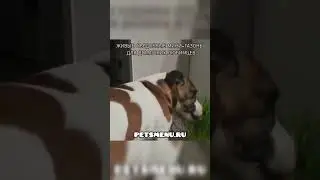 ПЭТСменю ресторан домашней еды для домашних питомцев. petsmenu.ru