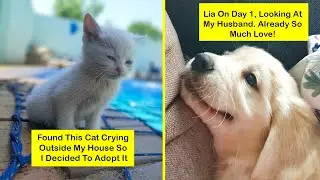 Most Wholesome Rescue Pet Photos - part 6