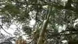 Os frutos e frutas do Cerrado Brasileiro