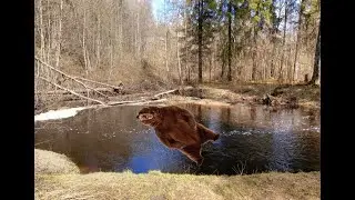 чут чут тестируем таран #valheim #hype #eshkere #russia