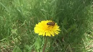 Bees how work for nectar