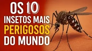 Os Insetos mais perigosos do mundo