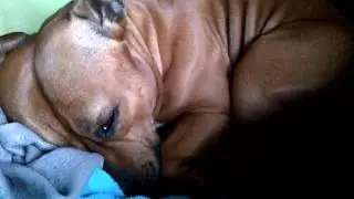 kenji in dreamland