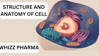 STRUCTURE AND ANATOMY OF ANIMAL CELL