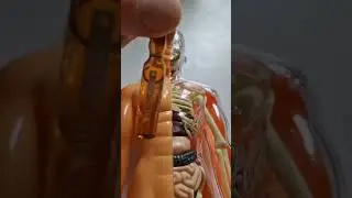 Красота и здоровье #shorts