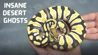 Insane Desert Ghost Combos!!! RCR