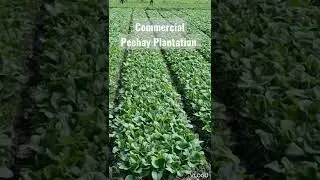 Commercial Pechay Plantation #agaderfarmland #shortsvideo #pechay