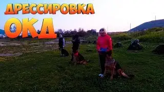 ОКД | Дрессировка собак