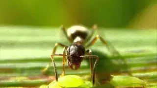 Детские песни. Муравей.wmv