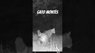 Gato Montés #fototrampeo #nature #video #wildlife #cat #animals
