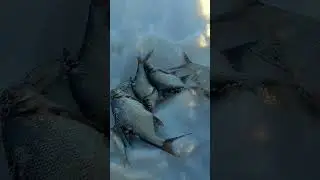поход за подлещиками. 