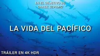 LA VIDA DEL PACÍFICO (2024) – TRÁILER EN 4K HDR