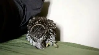 Mochuelo común comiéndose un ratón