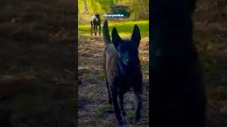 Malinois - Doberman  #shorts #belçikakurdu #malinois #doberman #doglover