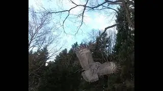 Бородатая неясыть на охоте в ГБС