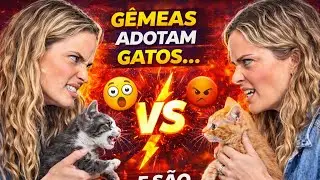 Gêmeas foram separadas o reencontro foi surpreendente#humor #gêmeos #irmãos #britishshorthair #gatos