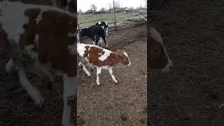 выгнали телят 