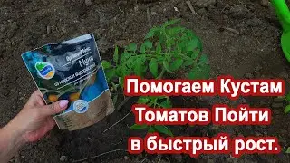 After planting tomatoes, apply this solution. The bush will grow. My method and feeding tomatoes.