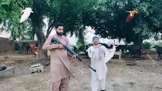 Mix Birds Hunting with airgun !