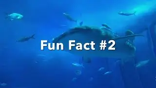 Fun Fact 2