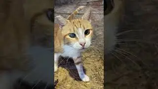 Cats meawing