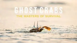 Ghost Crabs in 4K | The Tiny Survivors of the Shore